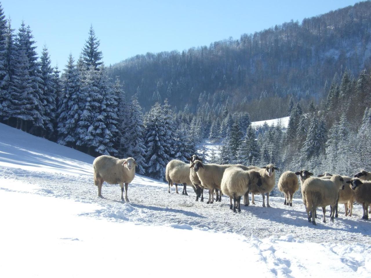 Planinski Mir Zaovine Exteriör bild