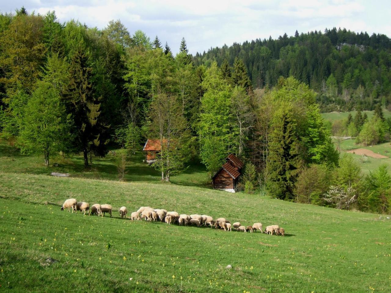 Planinski Mir Zaovine Exteriör bild